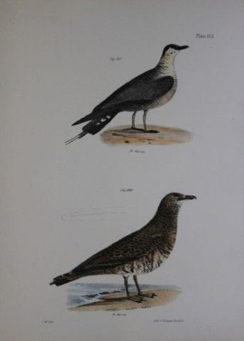 詹姆斯·E·德凯——CXXXIII号版画 《北极鹰鸥与海鸥》 1844年。

这幅19世纪的原创且引