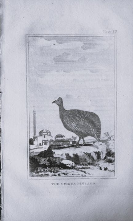 Buffon - Gravure représentant un pintado de Guinée