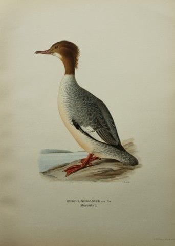 M. von Wright - Lithographie in-folio représentant