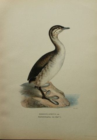 M. von Wright - Lithographie in-folio représentant