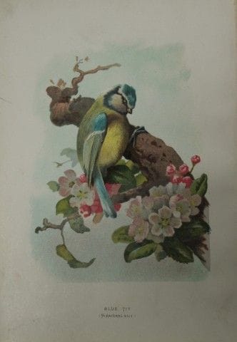 Eliza Turk - Mésange bleue, 1883.

Cette planche c