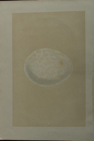Rev FO Morris - Antique print of Eggs of the Griff