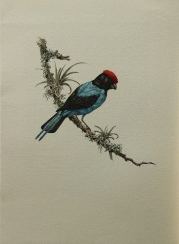 Amuchastegui - Lithographie représentant un manaki
