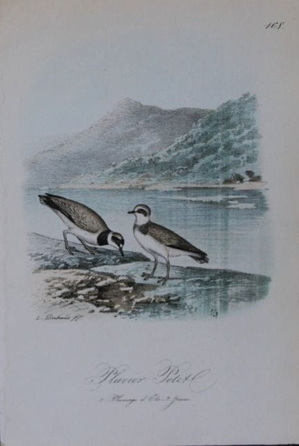 Charles Dubois - Lithographie rare représentant le