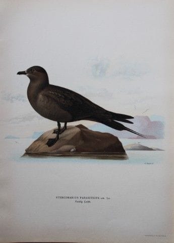 M. von Wright - Lithographie in-folio représentant
