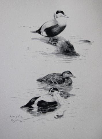 Philip Rickman - Print of pencil drawings of Eider
