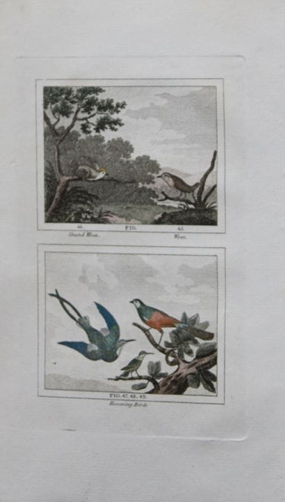 Buffon - Engraving of Hummingbirds and Wrens 1808.