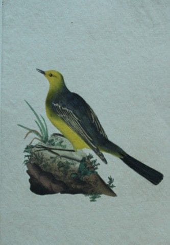 Edward Donovan - Gravure coloriée à la main représ