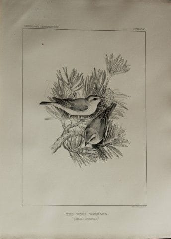 Mme Jemima Blackburn - Lithographie représentant l