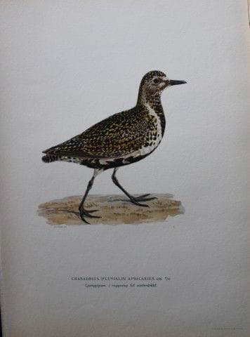 M. von Wright - Lithographie in-folio représentant