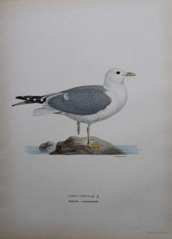 M. von Wright - Lithographie in-folio représentant