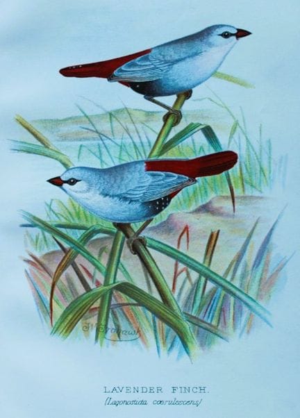 FW Frohawk - Antique print of foreign finches 1899