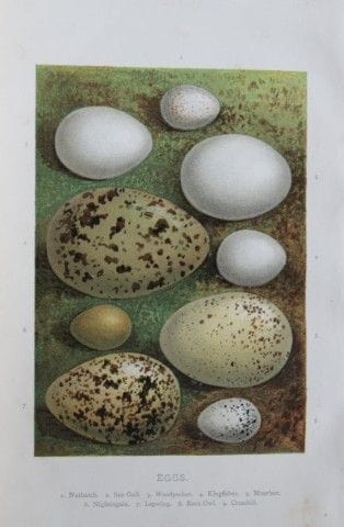 A.F. 莱登——《鸟蛋》，1883年。

这幅石版彩色印刷版画出自沃尔特·斯韦斯兰德所著的《常见的