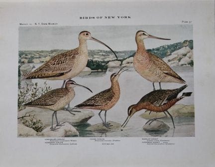 L. Agassiz Fuertes - Chromolithographie représenta