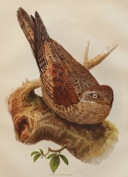 Thomas Rymer Jones - Tawny Goatsucker 1869.

This 