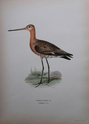 M. von Wright - Lithographie in-folio représentant