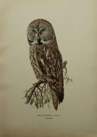 M·冯·赖特——1924年拉普兰猫头鹰对开石版画。

这幅手工上色的石版画出自马格努斯、威廉和费迪南