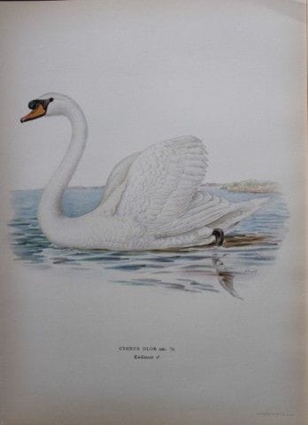 M. von Wright - Lithographie in-folio représentant