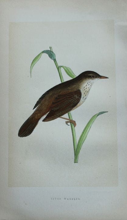 Charles Bree - Gravure coloriée à la main représen