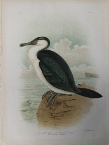 Broinowski - Chromolithographie représentant un co