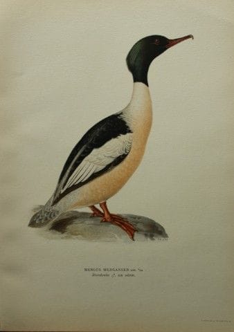 M. von Wright - Lithographie in-folio représentant
