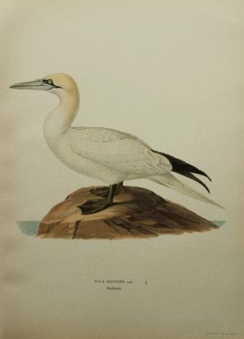 M. von Wright - Lithographie in-folio représentant