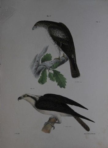 詹姆斯·E·德凯——第八幅版画《红尾鵟与鱼鹰》，1844年。

这幅19世纪独具匠心且引人注目的蚀刻