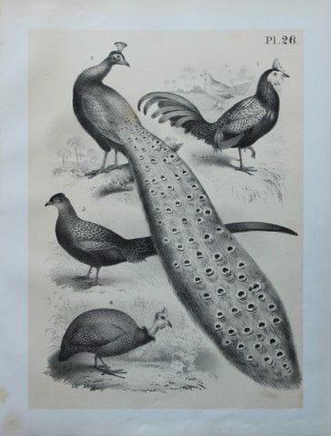 Theodore Jasper - Peacock and Guinea Fowl 1878.

T