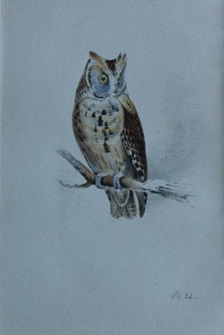 H.L. 梅耶——1857年《短耳猫头鹰》彩色石版画。

这幅版画由亨利·伦纳德·梅耶创作，出自威利