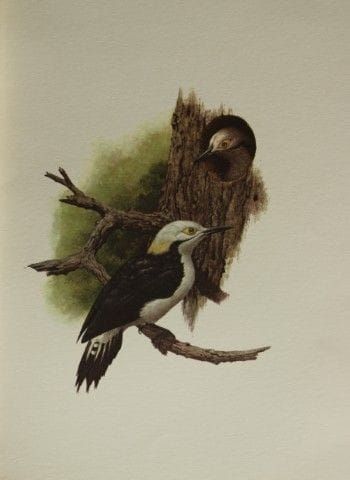 Amuchastegui - Lithographie représentant un pic bl