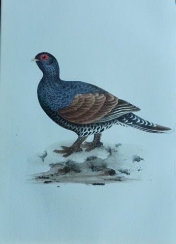 H.L. 迈耶——1857年《林鹑》彩色石版画。

这幅版画出自亨利·伦纳德·迈耶之手，选自威利斯与