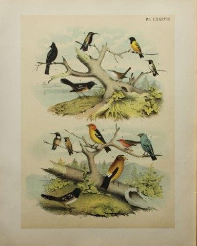 雅各布·斯图德——西奥多·贾斯珀所绘《蜂鸟、捕蝇鸟、苇莺等》，1888年。

我们非常荣幸能推出这些