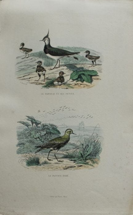 Edouard Travies - Engraving of Lapwing and Golden 