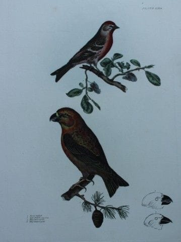 普赖多·J·塞尔比——1821年珍稀对开本《鹦鹉、十字喙鸟与小红尾鹀》。

这幅珍稀的手工上色铜版画