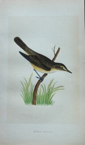 Charles Bree - Gravure coloriée à la main représen
