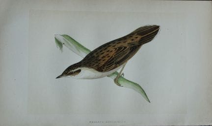 Charles Bree - Gravure coloriée à la main représen