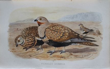 E. Neale – Grand tétras des sables, tiré de *Game 