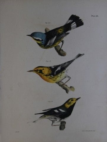 詹姆斯·E·德凯——图版 L 《斑胸林莺、黑背林莺和黑喉绿林莺》，1844年。

这幅19世纪的原创