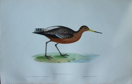 Beverley Morris - Lithographie coloriée à la main 