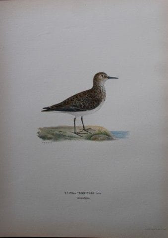 M. von Wright - Lithographie in-folio du bécasseau