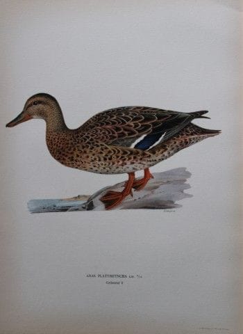 M. von Wright - Lithographie in-folio représentant