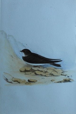 H.L. 迈耶——1857年《沙燕》彩色石版画。

这幅版画出自亨利·伦纳德·迈耶之手，选自威利斯与