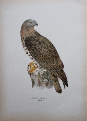 M. von Wright - Lithographie in-folio représentant