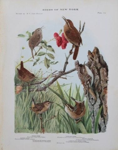 L. Agassiz Fuertes - Chromolithographie représenta