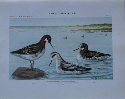 L. Agassiz Fuertes - Chromolithographie représenta