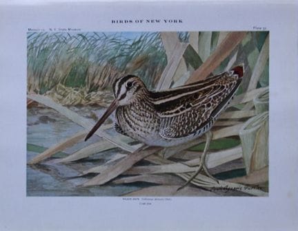 L. Agassiz Fuertes - Chromolithographie représenta