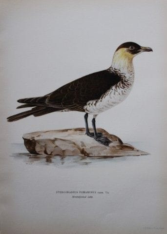 M. von Wright - Lithographie in-folio représentant