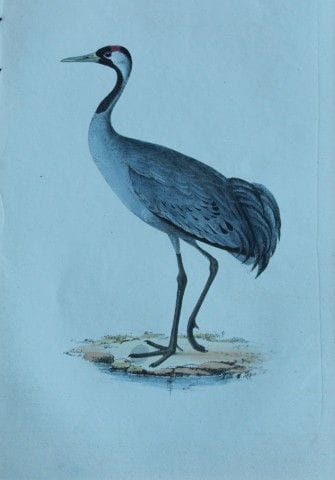 H.L. 梅耶——1857年鹤的石版彩印画。

这幅版画出自亨利·伦纳德·梅耶之手，选自威利斯与索瑟