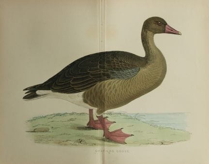 Beverley Morris - Lithographie représentant une oi