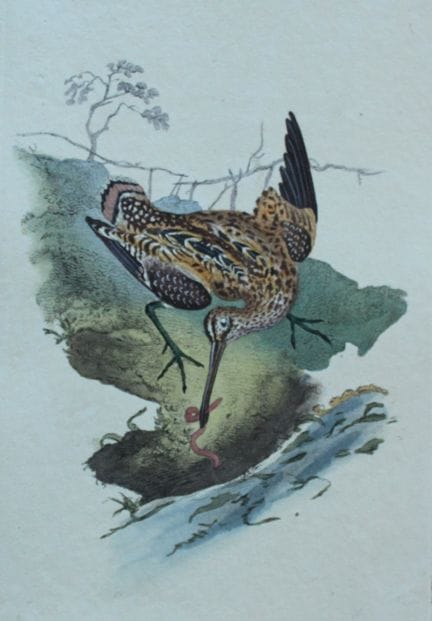 Edward Donovan - Gravure coloriée à la main représ